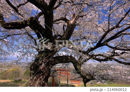 山梨県南アルプス市上宮地　甲府盆地を望む丘陵に建つ桜の神社御崎社の満開の桜 114060012