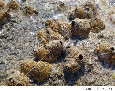 Cirripedia water animal from the Red Sea 114060074