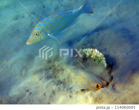 Bluespotted stingray (Taeniura lymma) Bluespotted stingray (Taeniura lymma) 114060085