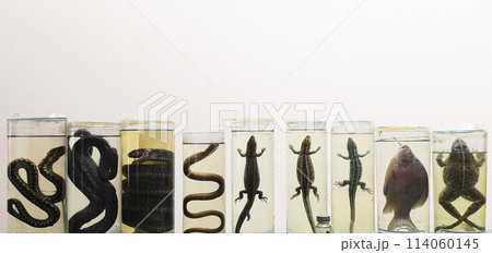 Animals in formaldehyde. Close-up reptiles, reptiles and amphibians in glass jars. Animal preparations filled with formaldehyde solution. Herpetology. Laboratory for study of snakes and other reptiles 114060145