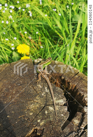 Cloze-up of a common lizard lying on a stump. Lacerta agilis with a typical green-brown color. Reptiles of damp forests and steps. Nature of Ukraine and Transcarpathian forests 114060148