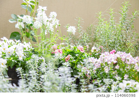 ベランダで咲く寄せ植えコンテナの花 ビオラ、白いバーベナ、ネメシア ベランダで咲く寄せ植えコンテナの花 ビオラ、白いバーベナ、ネメシア 114060398