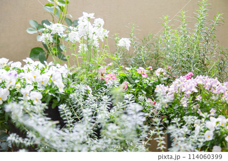 ベランダで咲く寄せ植えコンテナの花 ビオラ、白いバーベナ、ネメシア ベランダで咲く寄せ植えコンテナの花 ビオラ、白いバーベナ、ネメシア 114060399