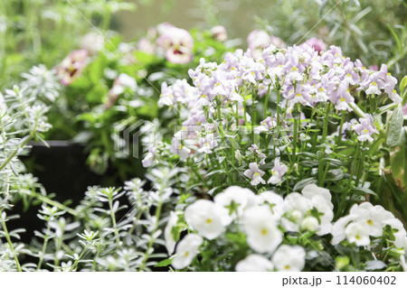 ベランダで咲く寄せ植えコンテナの花 ネメシア、ビオラ ベランダで咲く寄せ植えコンテナの花 ネメシア、ビオラ 114060402
