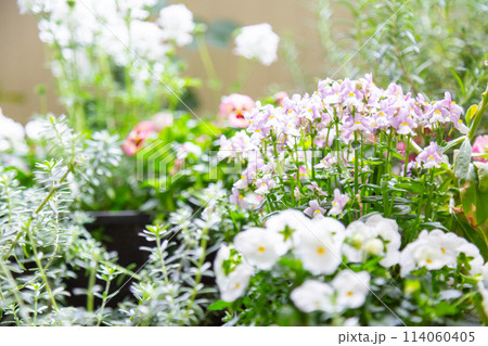 ベランダで咲く寄せ植えコンテナの花 ネメシア 114060405
