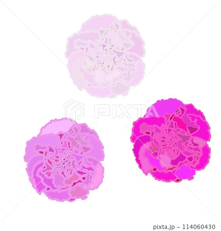 カーネーションの花のイラスト 114060430