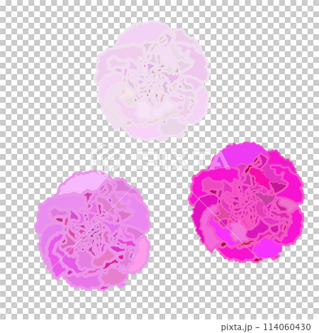 カーネーションの花のイラスト 114060430