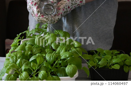 Woman wearing gardening gloves transplanting flower into pot at wooden table, closeup 114060497