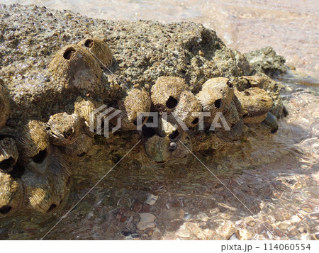Cirripedia water animal from the Red Sea 114060554