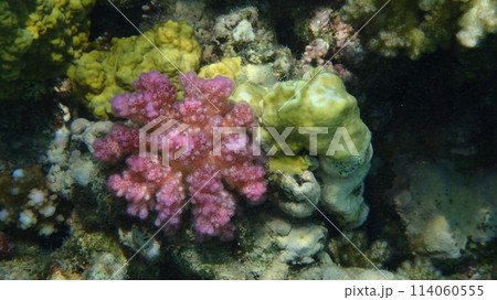 coral reef in Egypt, Makadi Bay coral reef in Egypt, Makadi Bay 114060555