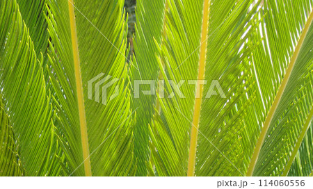 palm leaf texture 114060556