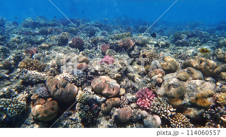 coral reef in Egypt, Makadi Bay coral reef in Egypt, Makadi Bay 114060557
