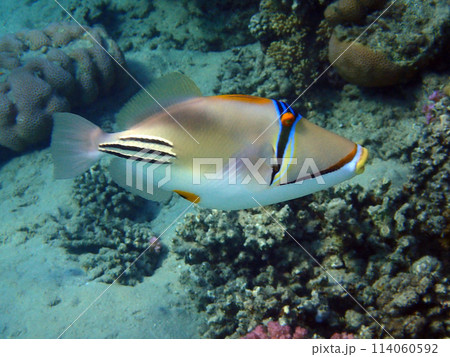 Picasso Triggerfish 114060592