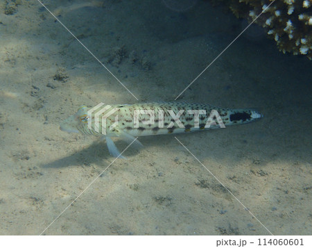 Speckled sandperch (parapercis hexophthalma) 114060601