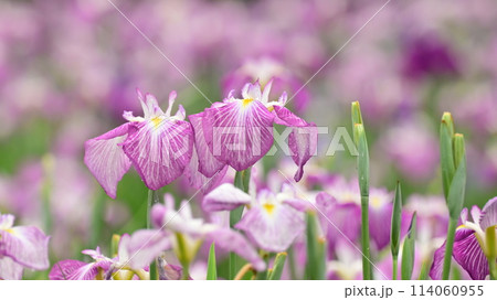 美しい花菖蒲（ハナショウブ/Japanese iris） 114060955