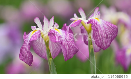 美しい花菖蒲（ハナショウブ/Japanese iris） 114060956