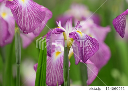 美しい花菖蒲（ハナショウブ/Japanese iris） 114060961