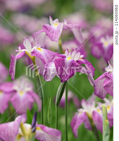 美しい花菖蒲（ハナショウブ/Japanese iris） 114060968