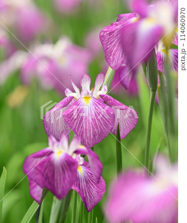 美しい花菖蒲（ハナショウブ/Japanese iris） 114060970