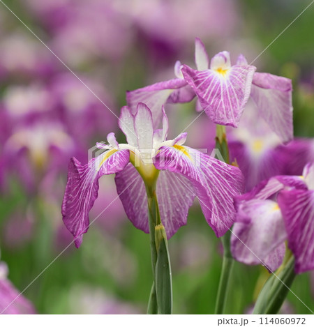 美しい花菖蒲（ハナショウブ/Japanese iris） 114060972