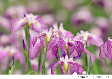 美しい花菖蒲(ハナショウブ/Japanese iris) 美しい花菖蒲(ハナショウブ/Japanese iris) 114060973