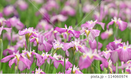 美しい花菖蒲（ハナショウブ/Japanese iris） 114060974