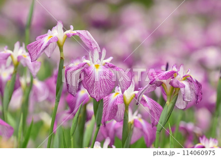 美しい花菖蒲(ハナショウブ/Japanese iris) 美しい花菖蒲(ハナショウブ/Japanese iris) 114060975