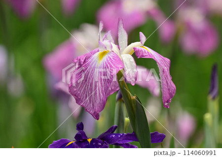 美しい花菖蒲（ハナショウブ/Japanese iris） 114060991