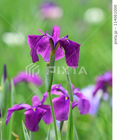 美しい花菖蒲（ハナショウブ/Japanese iris） 114061000