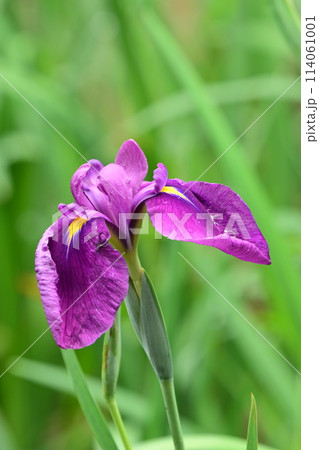 美しい花菖蒲（ハナショウブ/Japanese iris） 114061001