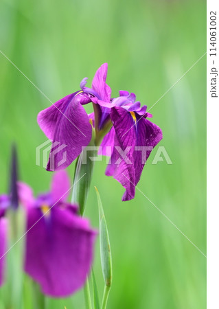 美しい花菖蒲（ハナショウブ/Japanese iris） 114061002