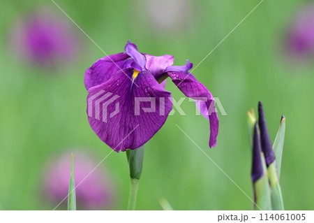 美しい花菖蒲(ハナショウブ/Japanese iris) 美しい花菖蒲(ハナショウブ/Japanese iris) 114061005