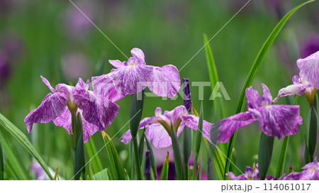 美しい花菖蒲（ハナショウブ/Japanese iris） 114061017