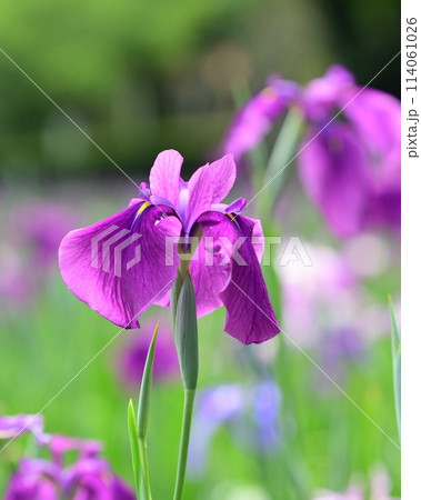 美しい花菖蒲（ハナショウブ/Japanese iris） 114061026