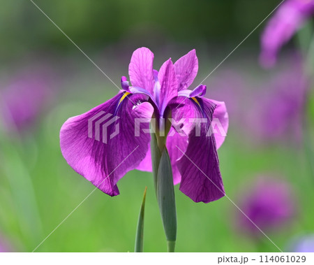 美しい花菖蒲（ハナショウブ/Japanese iris） 114061029