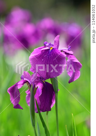 美しい花菖蒲（ハナショウブ/Japanese iris） 114061032