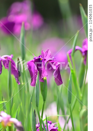 美しい花菖蒲(ハナショウブ/Japanese iris) 美しい花菖蒲(ハナショウブ/Japanese iris) 114061035
