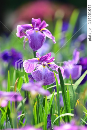 美しい花菖蒲(ハナショウブ/Japanese iris) 美しい花菖蒲(ハナショウブ/Japanese iris) 114061043