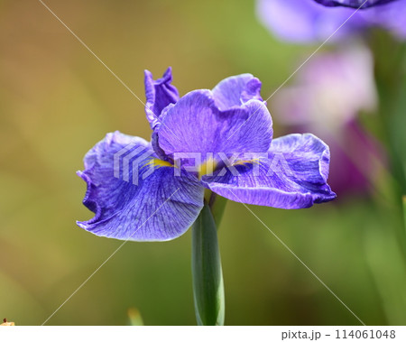 美しい花菖蒲(ハナショウブ/Japanese iris) 美しい花菖蒲(ハナショウブ/Japanese iris) 114061048