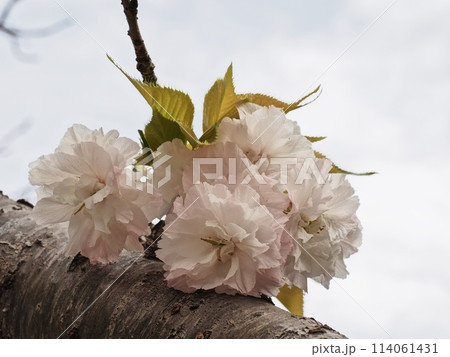 八重桜フゲンゾウの花 114061431