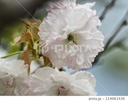 八重桜フゲンゾウの花 114061436