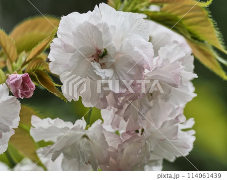 八重桜フゲンゾウの花 114061439