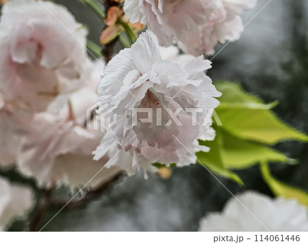 八重桜フゲンゾウの花 114061446