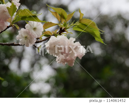 八重桜フゲンゾウの花 114061452
