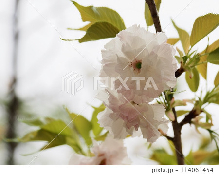 八重桜フゲンゾウの花 114061454