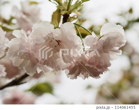 八重桜フゲンゾウの花 114061455