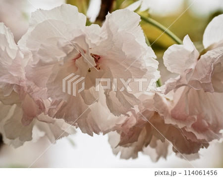 八重桜フゲンゾウの花 114061456