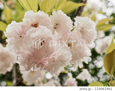 八重桜フゲンゾウの花 114061462