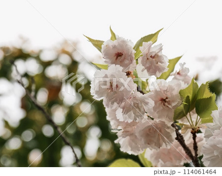 八重桜フゲンゾウの花 114061464