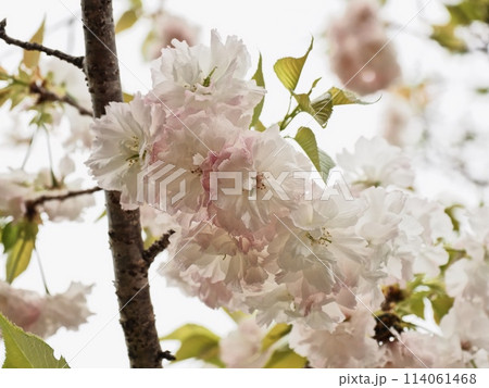 八重桜フゲンゾウの花 114061468